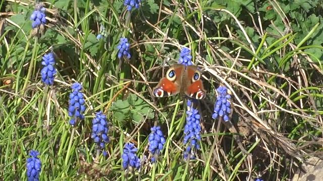 Peacock butterfly in garden