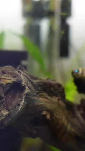 Little Apistogramma in a Community Tank #apistogramma #communitytank #aquariumfish