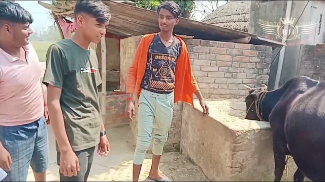 #video //गाय व्यापारी //gay vuapari #comedy