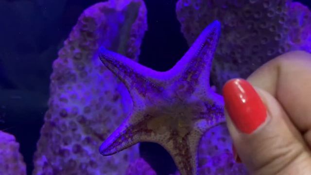 Chocolate Chip Sea Star (Starfish)