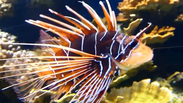 Red lionfish Zoo Vienna Zoológico de Schönbrunn – pez león colorado (Pterois volitans) FZ82