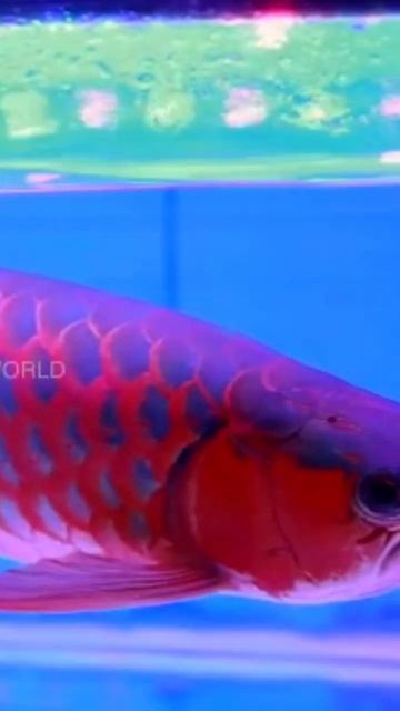 supreme red and Rtg arowana