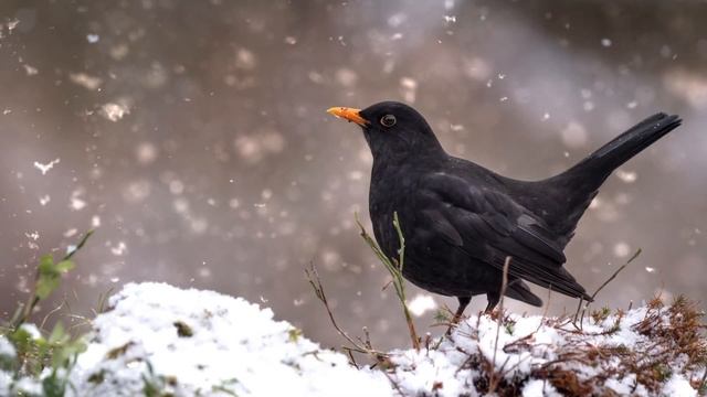 WILDLIFE PHOTOGRAPHY II Bird photography II Film and photo from January 2021 mostley in hide