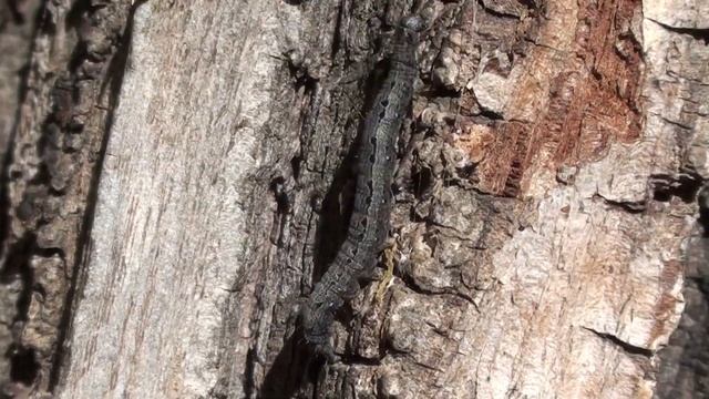 Caterpillar (Geometridae) Locomotion