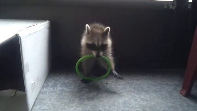 Daisy and her new toys!