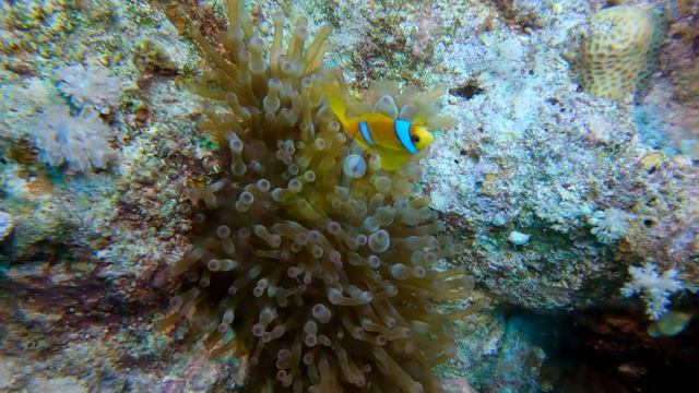 Red Sea anemonefish (Amphiprion bicinctus) - Coral Garden near Safaga (Egypt) 28-11-2023