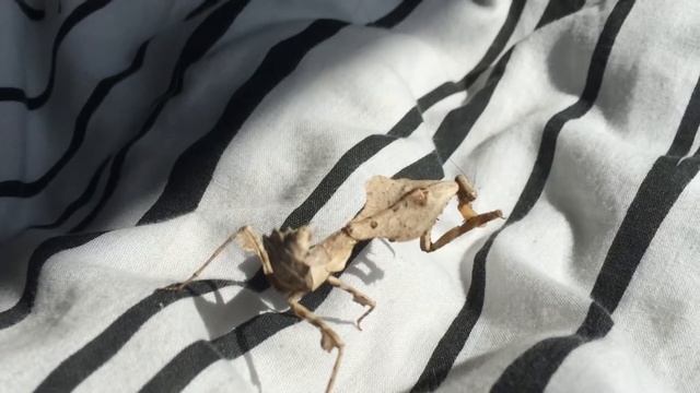 Dead leaf mantis