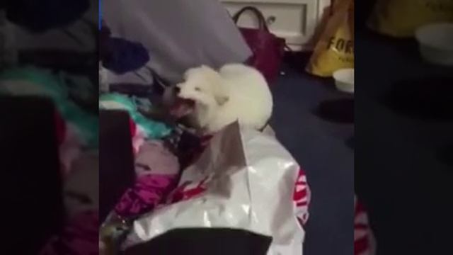 Cute video of arctic fox laughing will brighten your day