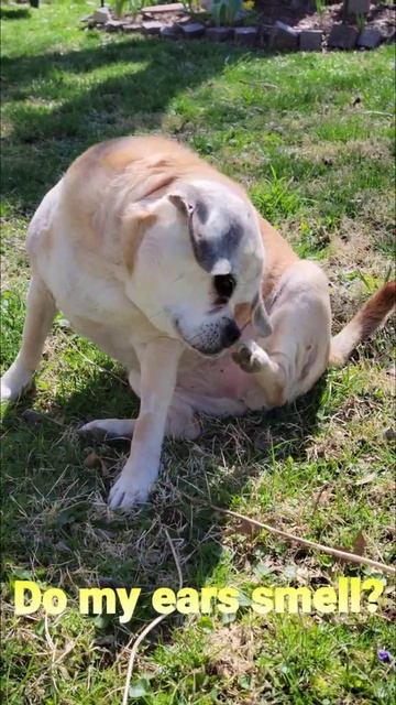 Do My Ears Smell? // Puggle #Shorts