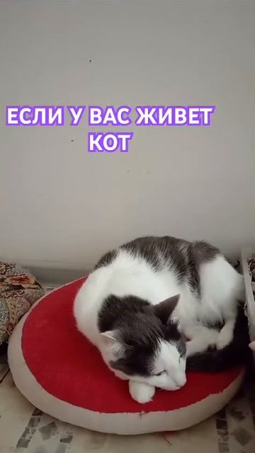 #cat #котик #кот #кошка #котики #коты #кошки #животные приют «кошкин дом Барнаул»