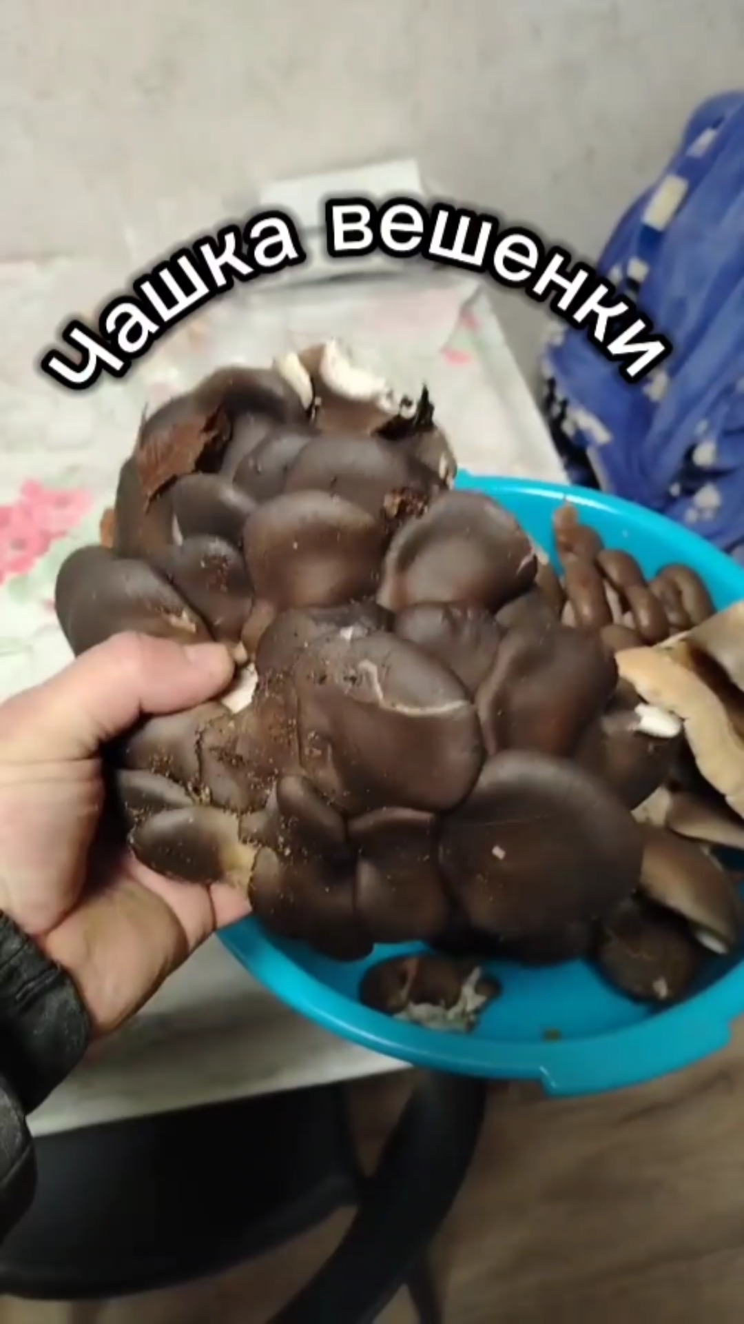 Столько вешенки