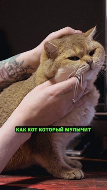 Как Стресс и Усталость Отключают Логику: Мозг под Управлением Эмоций