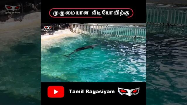 உலகிலேயே இன்றுவரை உள்ள ஒரே ஒரு Wolphin😍  #Shorts | Tamil Ragasiyam