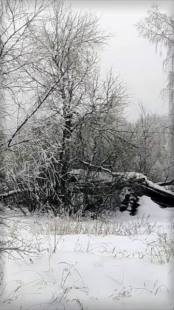 Метель, пляшущая среди вековых сосен | Natures Quiet Retreat
