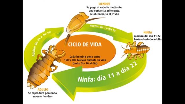 Piojos de las especies Pediculus humanus y Phthirus pubis