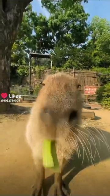 1000012184.mp4