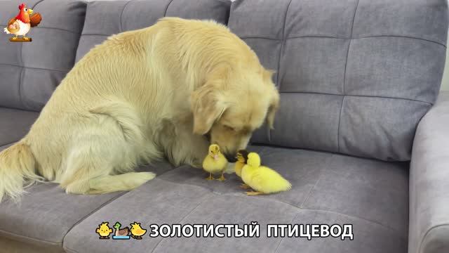 Щенок с цыплятами и утятами 🐤🦆🐶 Золотистый ретривер птицевод ❣️🥰😂 (43)