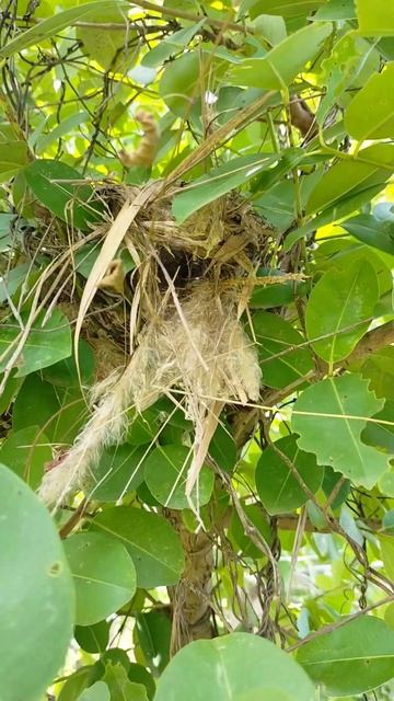 New nest just found on tree trunk  #birds #nature #babyanimals #insect #birdsnest