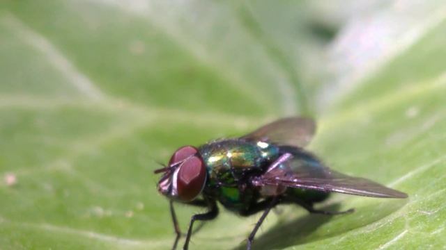 Lucilia sericata fly