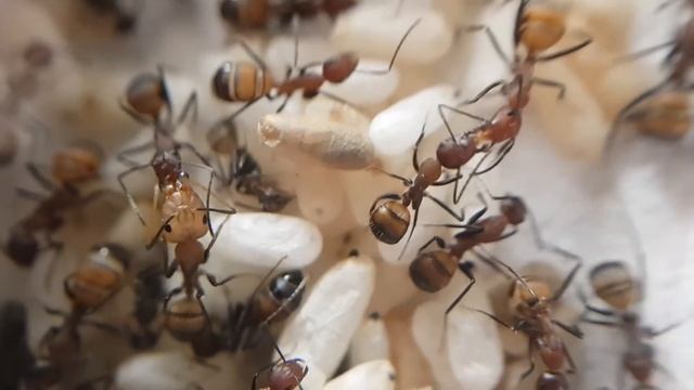 Camponotus nicobarensis - 1 year old colony / new impressions 03/11