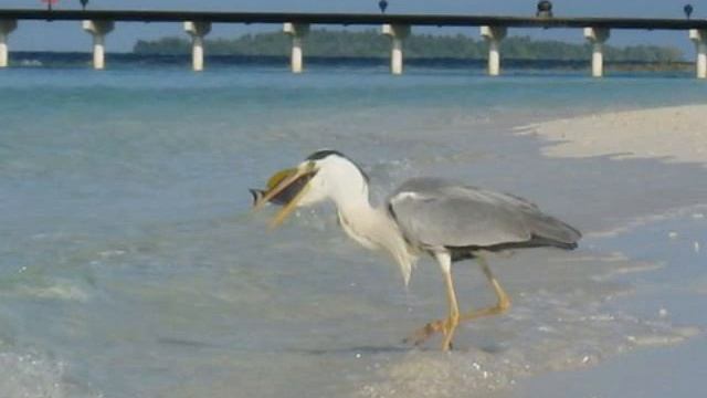 MALDIVES 2008