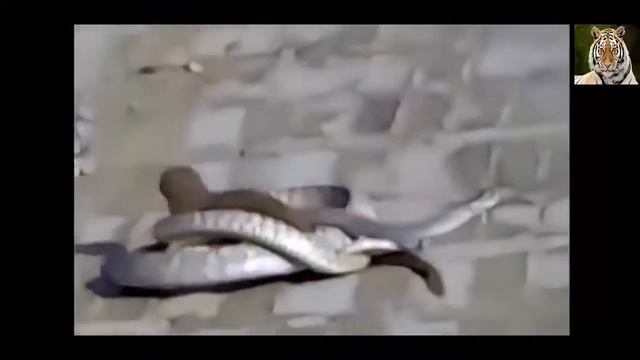 Weasels Attack Cobra | Weasels Jinx Of Cobra | Cobra Vs Mongoose Real Fight | AnimalsAndHunter