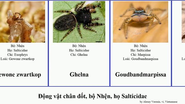 Động vật chân đốt, bộ Nhện, họ Salticidae chi neon arthropoda blinker pubescens Breda zwartkop