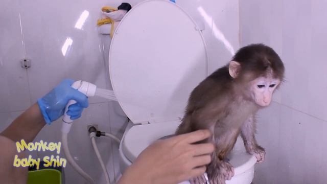 Monkey Baby Shin Happy Bathe With Pee  In The Toilet | Animals Video