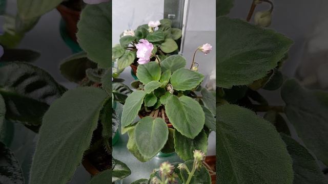 Мои фиалочки в январе