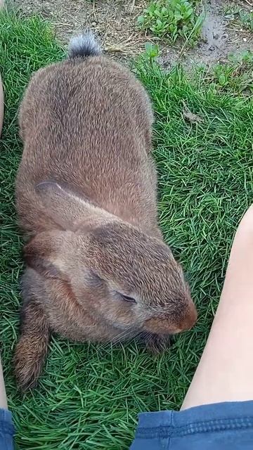 кролик лежит🥰😅😃