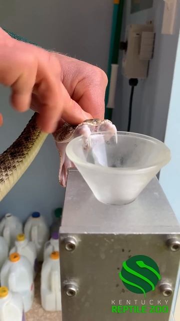 LARGE ALBINO RATTLESNAKE & VENOM FROM THREE HUGE FANGS! #kyreptilezoo #reptiles #venomoussnake