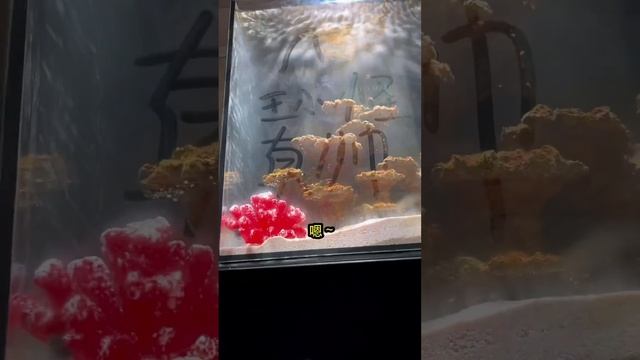 究竟是什麼神仙小魚，居然比我所有鯊魚加鯊魚缸加設備都貴！波妞原型！圓鰭魚，誰能拒絕一個有表情且會笑的魚！#王小怪