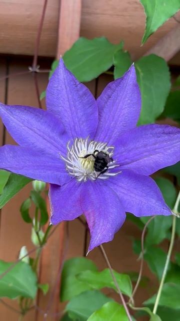 Bee Purple! 😊 #perennials #garden #clematis #summerbloom #flower