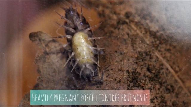 How to care for Porcellionides pruinosus