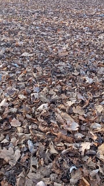 31.01.2025 #сегоднятак #сегодня #природа #nature #oggicosì #бүгін #oggi #hoy #今日 #today #오늘 #자연 #自然