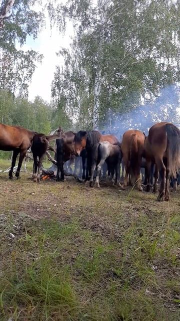 лошади спасаются от насекомых