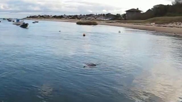 More seals in Chatham Harbour