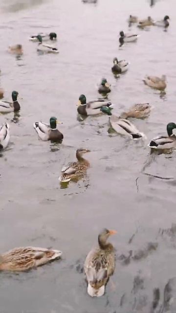 Brown and White Ducks  #short #myshort