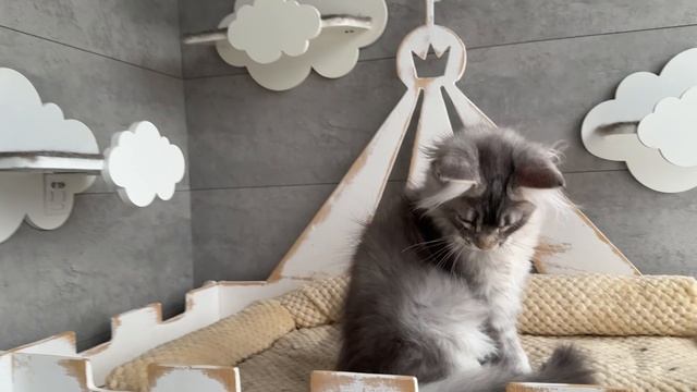 IQuny’s Роллс Ройс 4 месяца