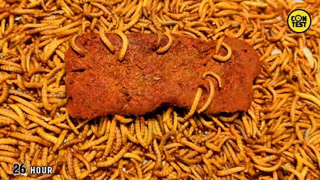 Cake Vs Mealworms/11000 superworm are eating poisonous cake!!!/mealworms [4k] time lapse