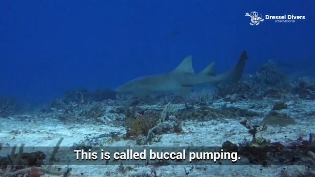 Nurse Shark Facts by Dressel Divers