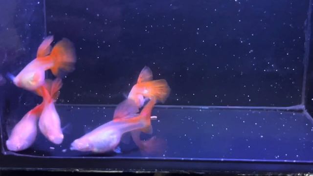 Albino Full Red Females