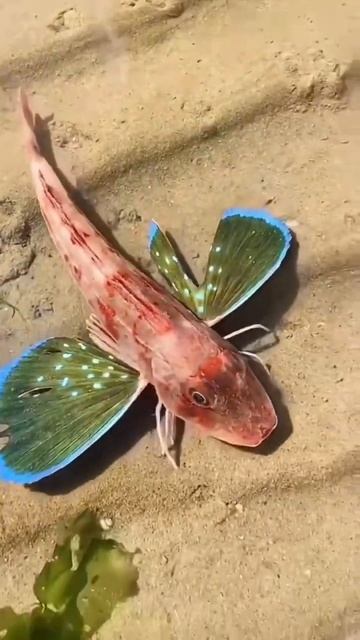 Sea Robins Fish #short