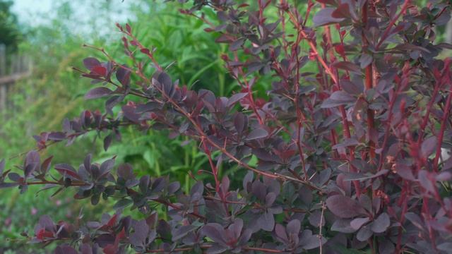 Красивое видео.Лето на даче 2024.Ирисы,флоксы,пионы,герань