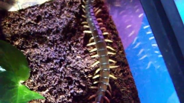 Scolopendra subspinipes