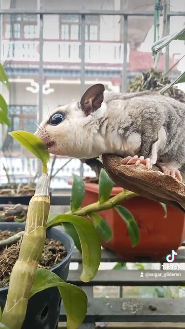 sóc bay úc sugar glider