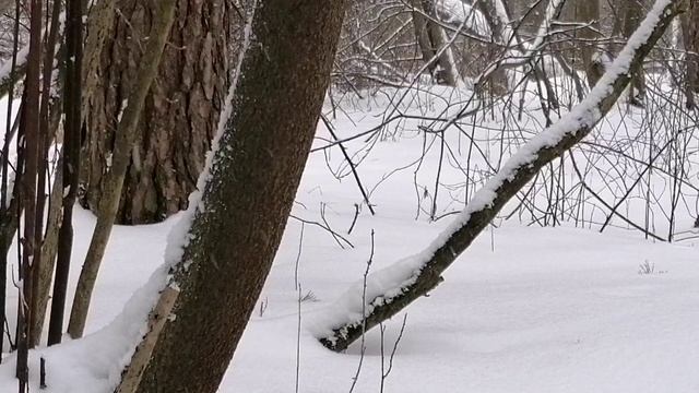 Снегопад в лесу. Музыка природы. Звук ветра. Звуки птиц. Пение птиц. Звук взмахов крыльев птиц.