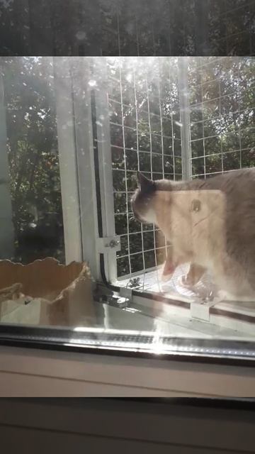 Отношения с уличным котом