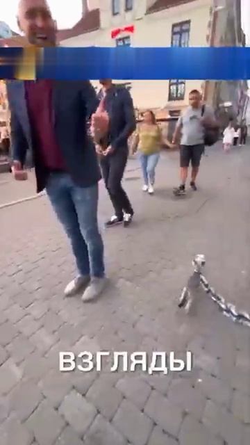 Собачки и плюшевая цепь