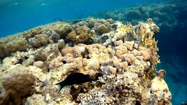 Green birdmouth wrasse (Gomphosus caeruleus), Лазоревый клюворыл